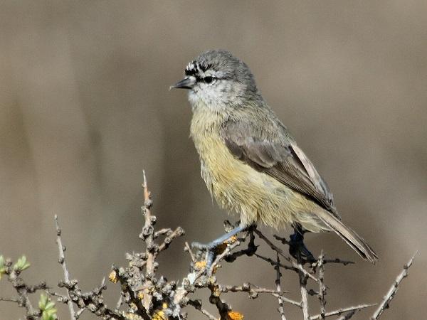 Мыс Penduline Tit