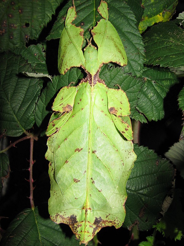 Гигантское листовидное насекомое (Pulchriphyllum giganteum)