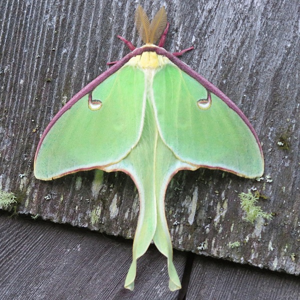 Лунная бабочка (Actias luna)