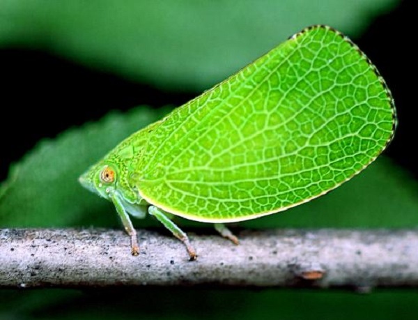 Растениевод (Fulgoroidea)