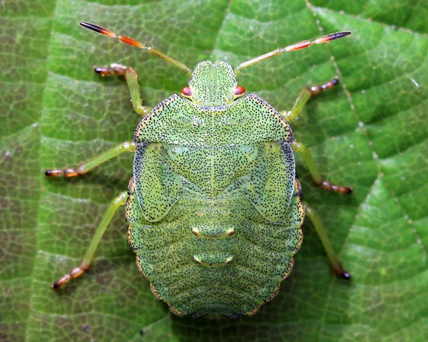 Зеленый клоп (Palomena prasina)