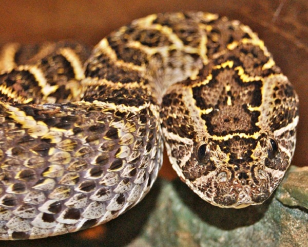 Слоеная гадюка (Bitis arietans)