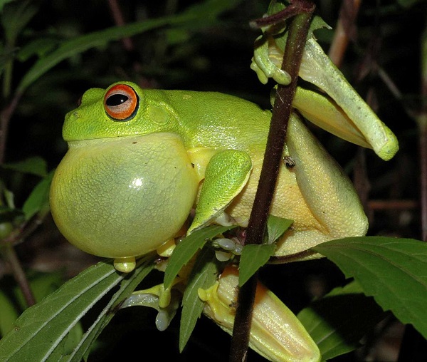 Красноглазая древесная лягушка (Litoria chloris)