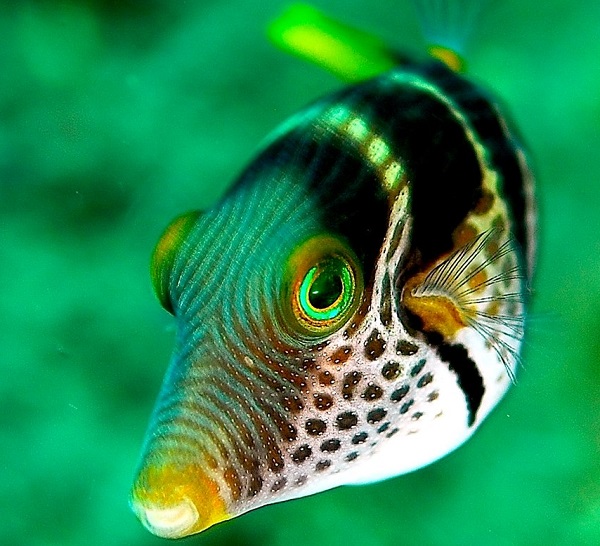 Иглобрюх (Tetraodontidae)