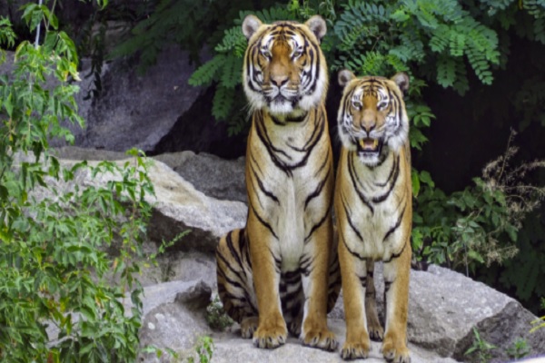 Несколько практических советов по разведению диких животных