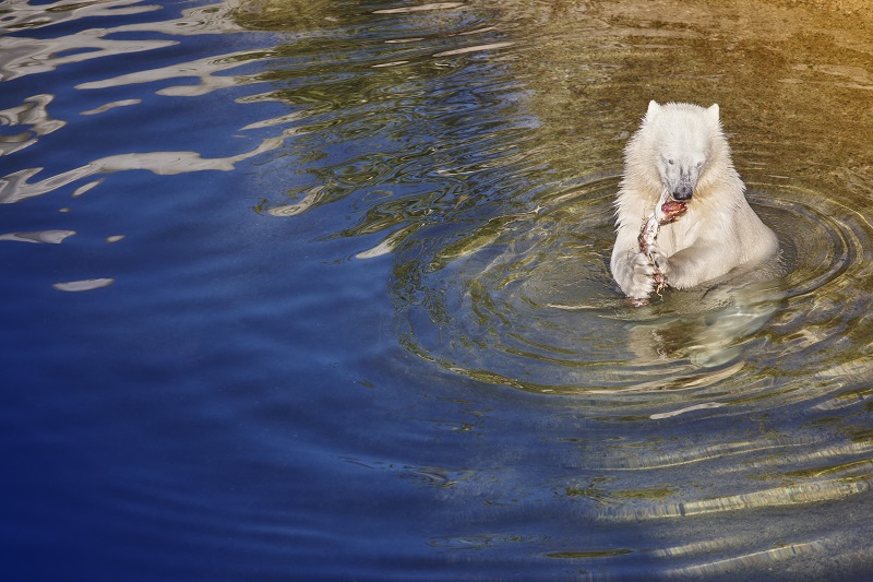 Ein Eisbärjunges trinkt Wasser. Wildtieraufnahme.