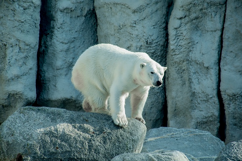 wunderschöner Eisbär