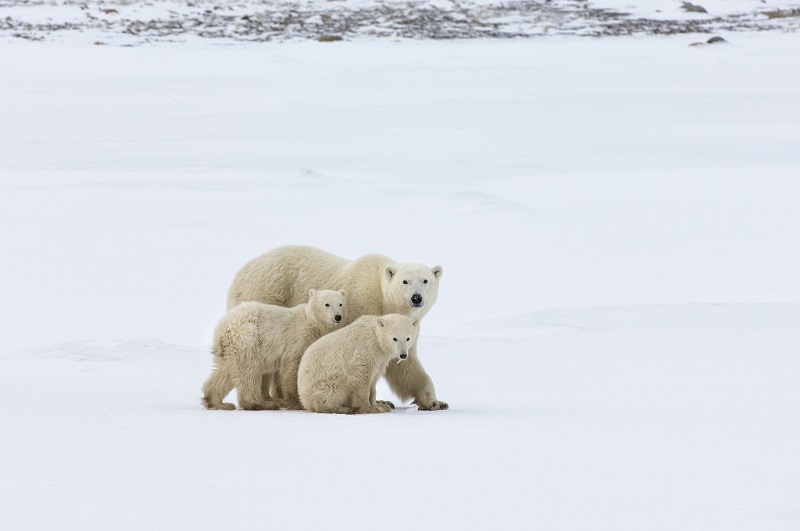 Wapusk-Nationalpark, Kanada: Eine Gruppe Eisbären, ein ausgewachsenes Tier und zwei Jungtiere in freier Wildbahn.