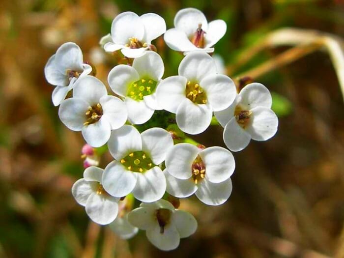 Лобулярия морская (Lobularia maritima)