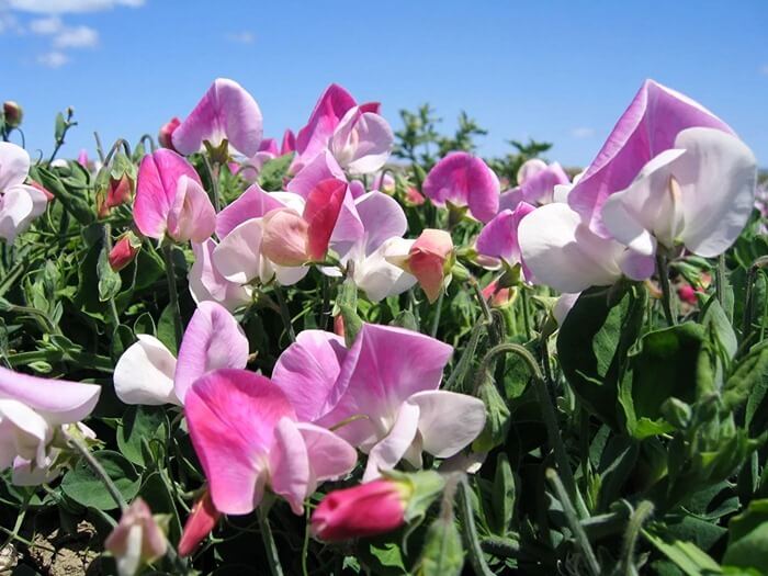 Душистый горошек (Lathyrus odoratus)