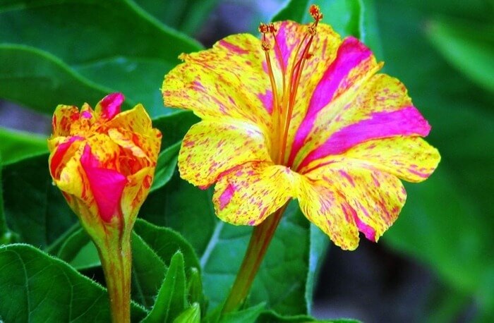 Ночная красавица (Mirabilis jalapa)