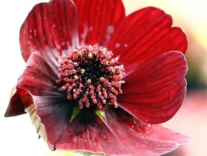 Шоколадный космос (Cosmos atrosanguineus)