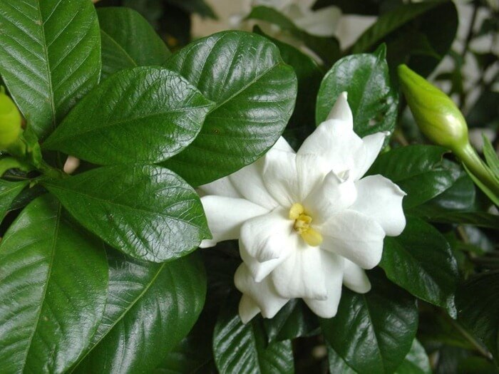 Гардения (Gardenia)