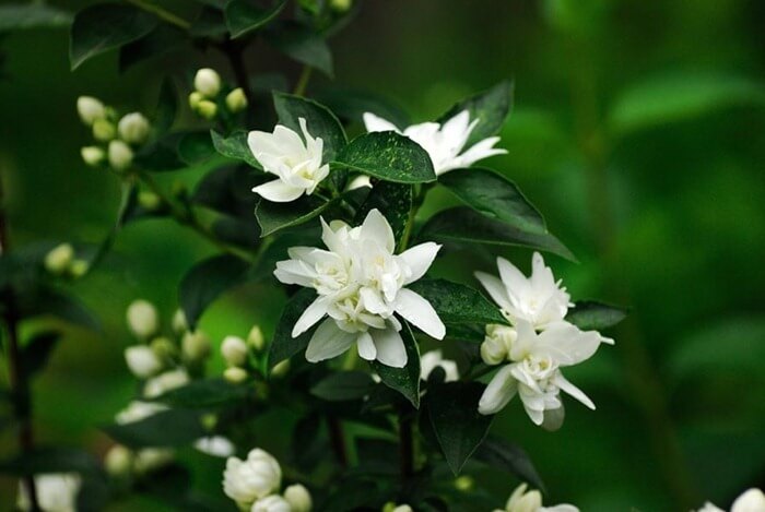 Жасмин (Jasminum)