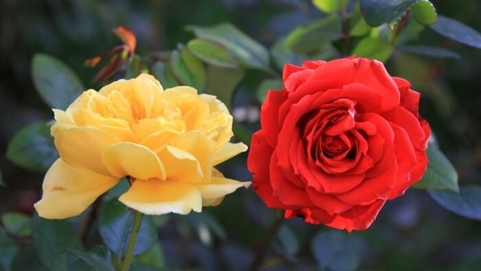 Rosa Aida – самый ароматный цветок в мире