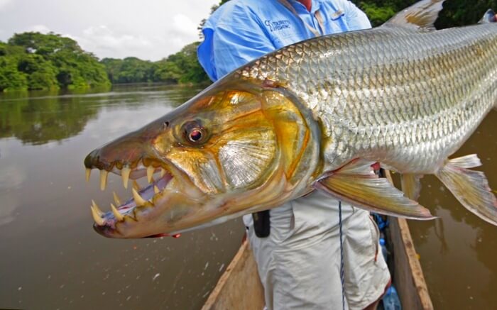 bap5kgs4 bap5kgs4