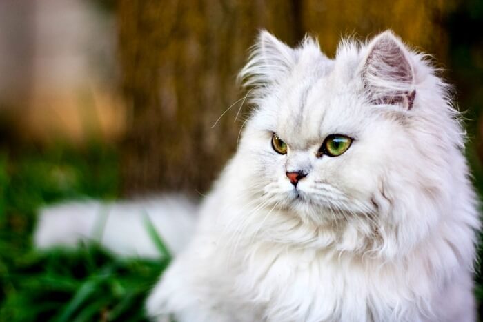 Персидская кошка