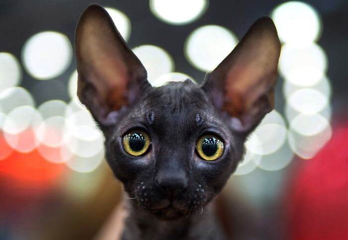 Корниш-рекс, кошка необычной красоты