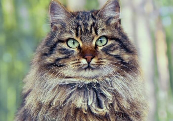 Сибирская кошка