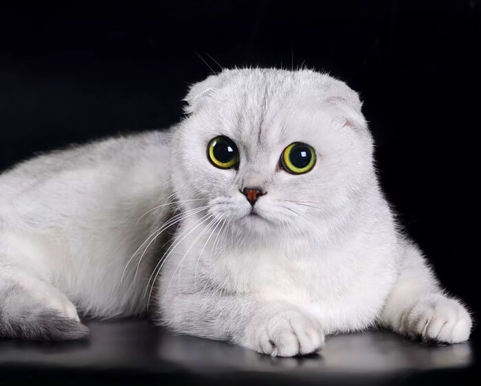 Фото красивой породы Scottish Fold