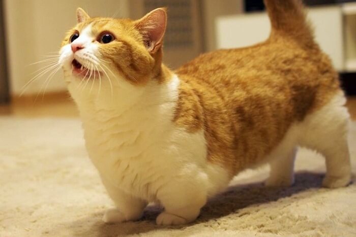 Манчкин (Munchkin)