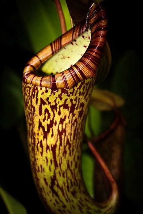Nepenthes attenboroughii Nepenthes attenboroughii