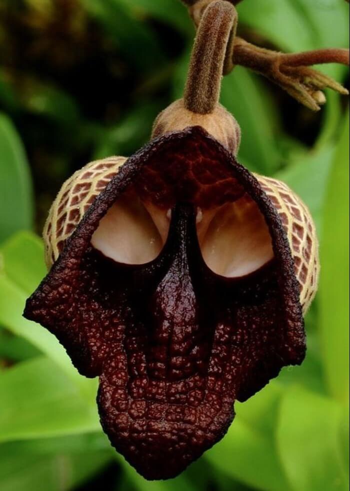 Aristolochia Salvadorensis – самый необычный цветок в мире Aristolochia Salvadorensis – самый необычный цветок в мире
