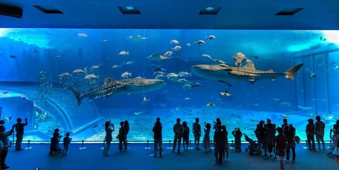 Okinawa Churaumi Aquarium