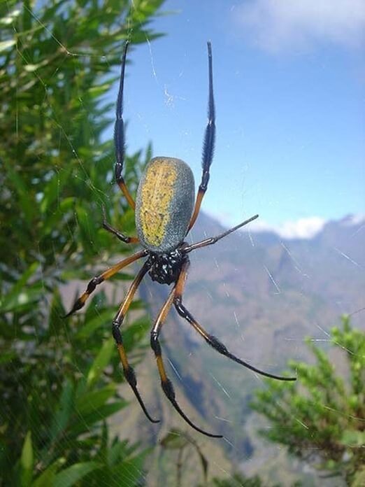 Nephila inaurata Nephila inaurata