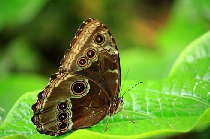 Morpho menelaus Morpho menelaus