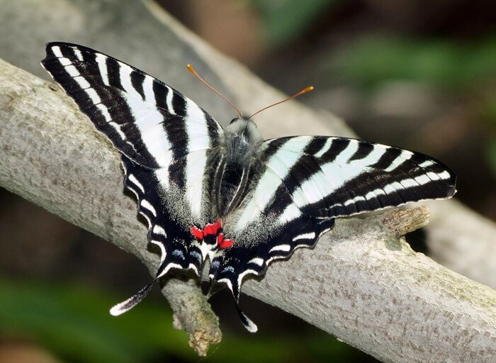 Protographium marcellus Protographium marcellus