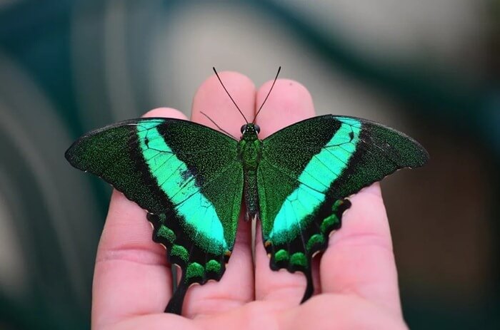Papilio palinurus Papilio palinurus