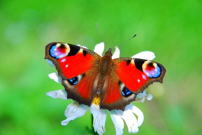 Aglais io Aglais io