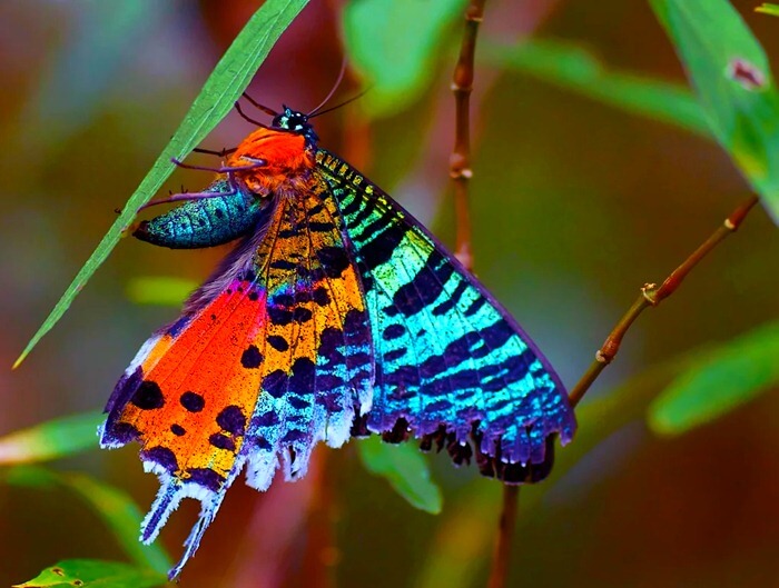 Chrysiridia rhipheus Chrysiridia rhipheus