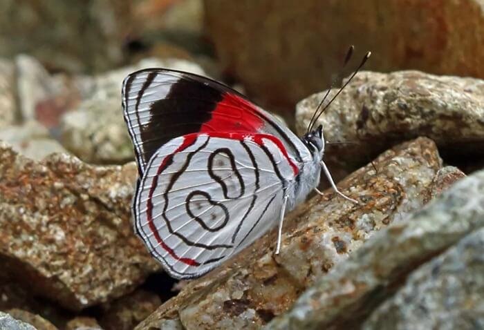 Diaethria Diaethria