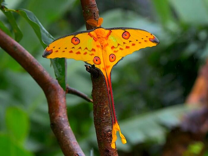 Argema mittrei Argema mittrei