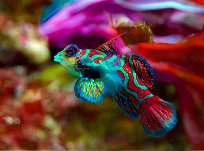 Мандаринка (Synchiropus splendidus) – самая красивая рыбка