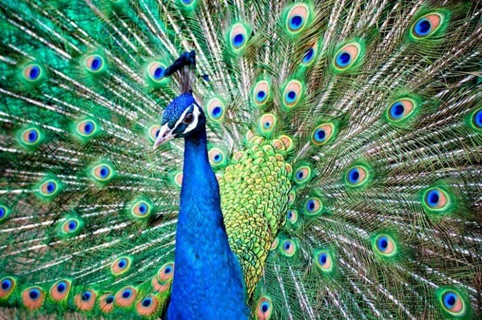Красивый павлин (Pavo cristatus) 
