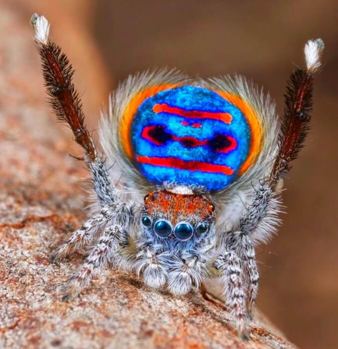 Самый красивый Паук-павлин (Maratus volans) 