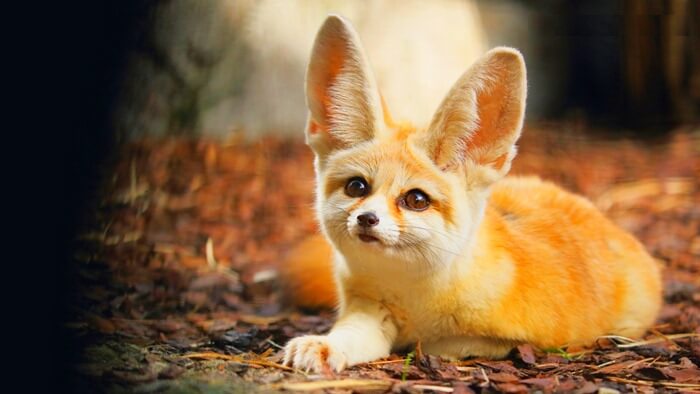 Фенек (Vulpes zerda) – самое красивое животное в мире