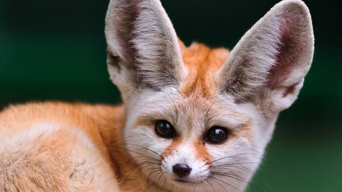 Фенек (Vulpes zerda)