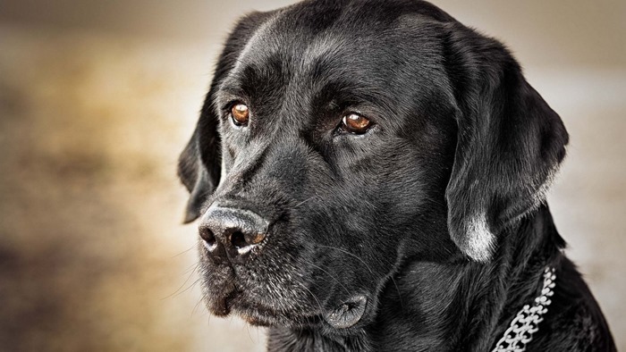 Labrador