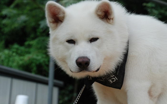 Akita Inu 