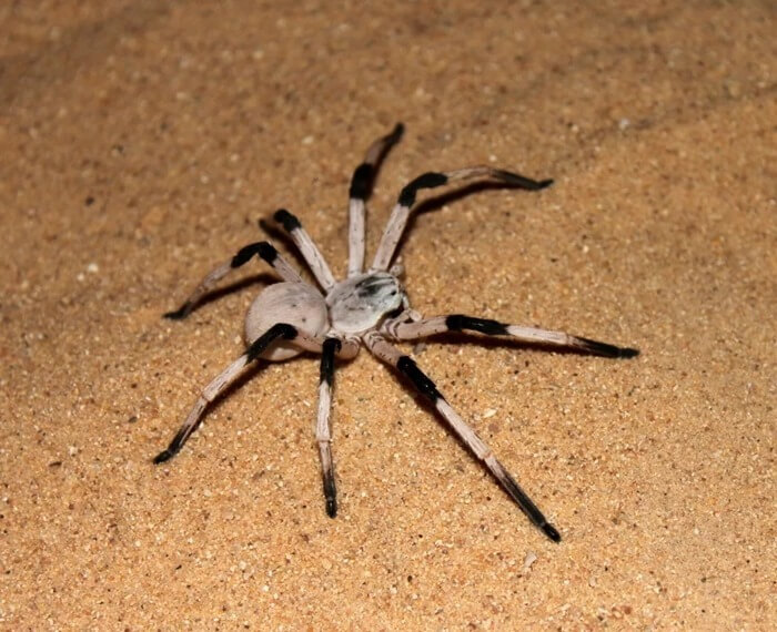 Тегенария стенная (Cerbalus Aravaensis)