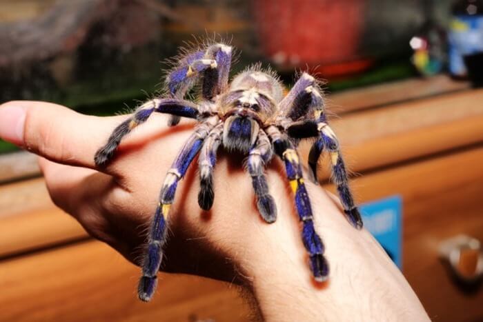 Орнаментный птицеед-раджай (Poecilotheria rajaei)