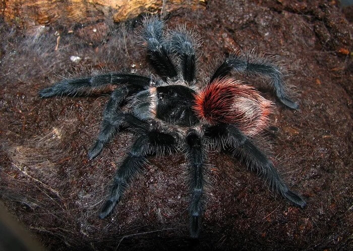 Бразильский чёрный птицеед (Grammostola anthracina)