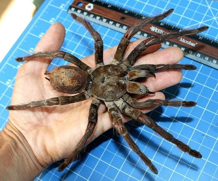 Птицеед-голиаф (Theraphosa blondi)