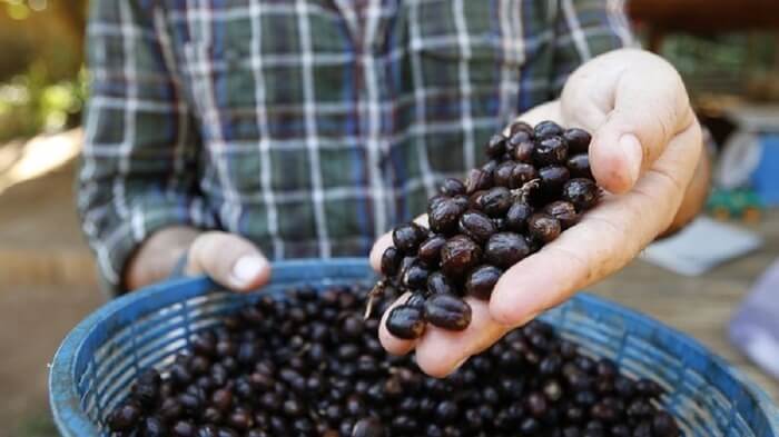 Black Ivory Coffee 