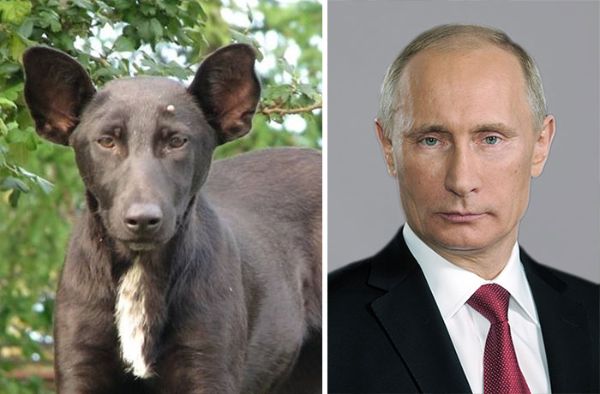 Двойники знаменитостей - Путин и собака