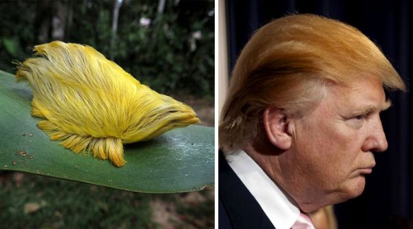 Дональд Трамп — обычная мишень для двойников знаменитостей